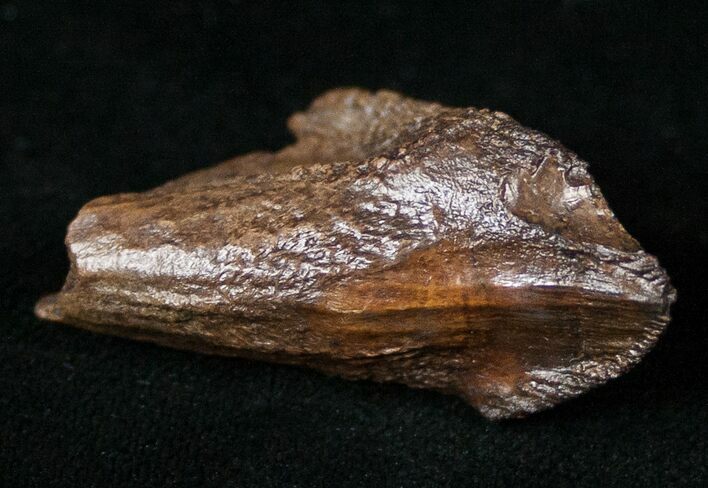 Partially Rooted Triceratops Tooth - Montana #16028